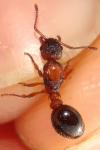 Myrmica bibikoffi