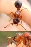 Myrmica bibikoffi