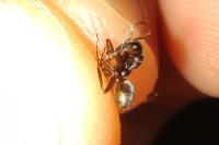 Formica cunicularia