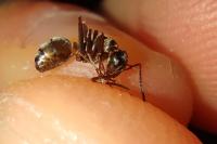 Formica cunicularia