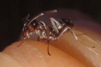 Formica cunicularia
