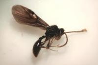 Myrmecina graminicola