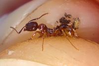 Aphaenogaster subterranea