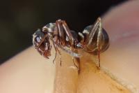 Formica cunicularia