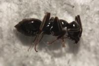 Tapinoma erraticum