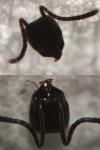 Tapinoma erraticum