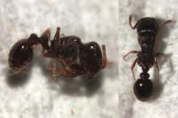 Tetramorium