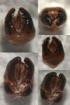 Tetramorium
