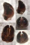 Tetramorium