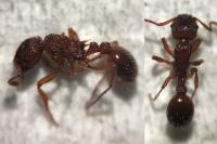Myrmica sabuleti