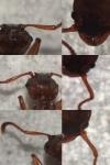 Myrmica sabuleti