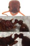 Myrmica sabuleti