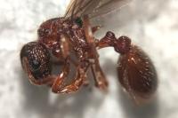 Myrmica scabrinodis