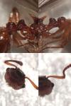 Myrmica scabrinodis