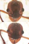 Myrmica scabrinodis