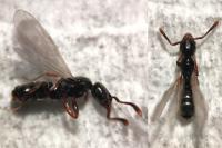 Hypoponera eduardi