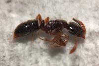 Hypoponera eduardi