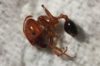 Pheidole pallidula