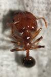 Pheidole pallidula