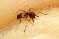 Pheidole pallidula