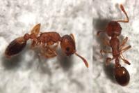 Temnothorax nylanderi