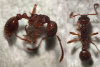Myrmica ruginodis