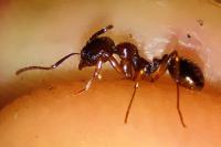 Aphaenogaster subterranea