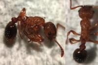 Myrmica sabuleti