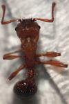 Myrmica sabuleti