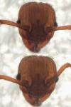 Myrmica sabuleti