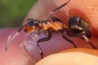 Formica pratensis
