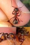 Formica pratensis