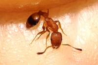 Temnothorax unifasciatus