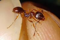 Aphaenogaster subterranea