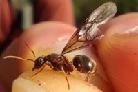 Lasius