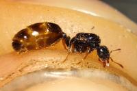 Solenopsis fugax