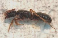 Hypoponera eduardi