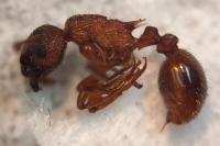 Myrmica spinosior