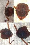 Myrmica spinosior