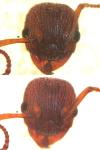 Myrmica spinosior
