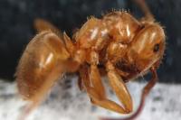 Lasius umbratus