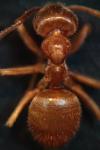 Lasius umbratus