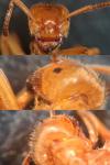 Lasius umbratus