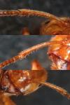 Lasius umbratus