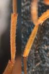 Lasius umbratus
