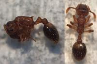 Temnothorax nylanderi