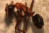 Formica rufibarbis