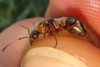 Formica rufibarbis