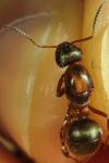 Formica rufibarbis