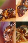Formica rufibarbis